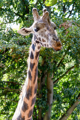 Giraffe im Zoo