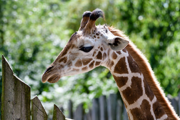 Giraffe im Zoo