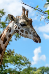 Giraffe im Zoo