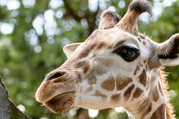 Giraffe im Zoo