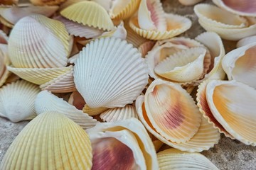 seashell, beach, sand and sea