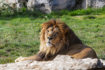 Lion