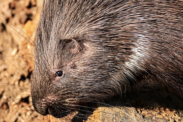 Closeup of the head of a porcupine