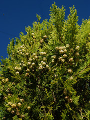 fruits of thuja coniferous tree close up