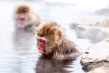 Japanese macaque sitting in a hot spring. Snow monkey (Macaca fuscata) from Jigokudani Monkey Park in Japan.