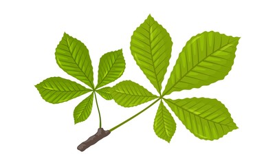 Green leaves of chestnut tree. Springtime, summertime concept. Cartoon vector illustration isolated on white for botany, gardening, biology, ecology, natural environment protection projects.
