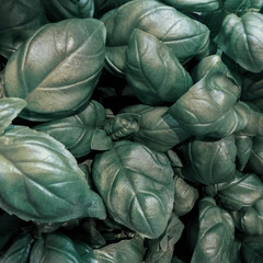 Fototapeta na wymiar background of green basil leaves