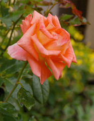 pretty salmon coloured rose in a garden