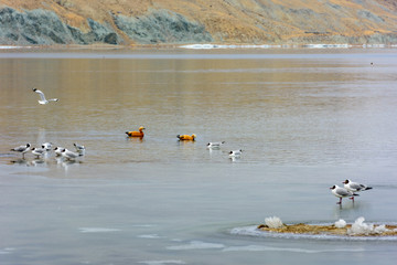 Red ducks on Lake Manasarovar in Tibet. China. Asia