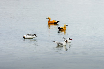 Red ducks on Lake Manasarovar in Tibet. China. Asia