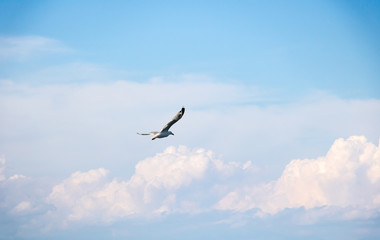 Mouette à tête argentée en plein vol dans une formation de nuages cumulus blancs dans un ciel bleu avec des reflets roses