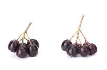 Branches of black chokeberry (Aronia melanocarpa) isolated on white background