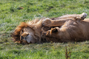 Lions m&acirc;le et femelle allong&eacute;s