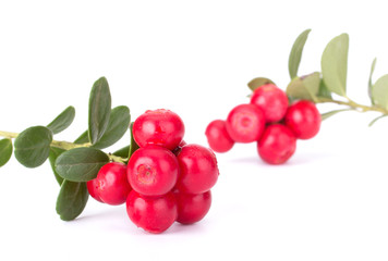 Fresh red berry: hand-picked forest Cowberry isolated on white background, macro shot