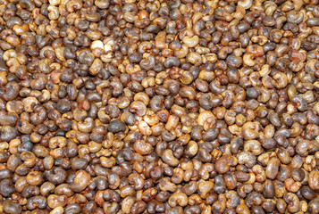Unhulled cashew nut background,thailand