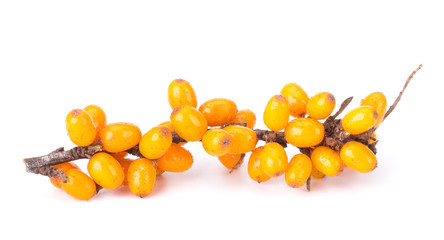 Sea-Buckhorn Isolated On White Background Close-Up