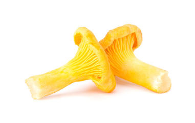 Yellow Chanterelle Isolated on White Background Close-Up