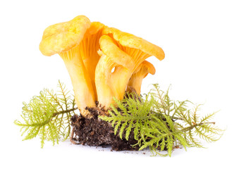 Yellow Chanterelle Isolated on White Background Close-Up