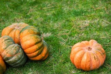 Orange and green pumpkin on green grass. Colorful autumn Thanksgiving background with copy space for your text.
