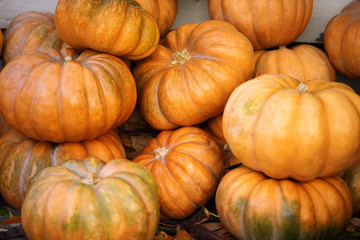 Orange and green pumpkins at outdoor farmer market. Colorful autumn Thanksgiving background with copy space for your text.