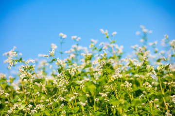 Blooming buckwheat field against the blue sky