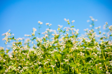Obraz na płótnie Canvas Blooming buckwheat field against the blue sky