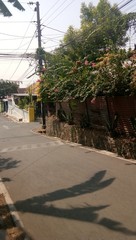 A photo of plant beside a street