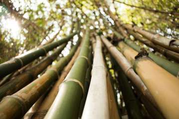 Bamboo forest.