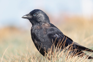 Portrait einer Dohle