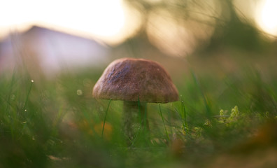 mushroom in the grass close up