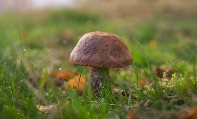 mushroom in the grass Close up
