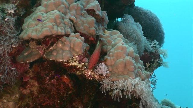 Grouper fish in coral reef of Red Sea with coral and sponge