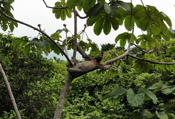 中米コスタリカのマヌエル・アントニオ国立公園付近に生息する野生のナマケモノ