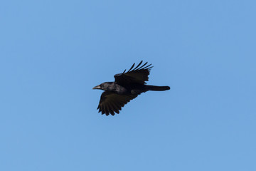 black crow (corvus corone) in flight in blue sky with spread wings