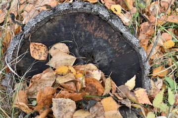 Autumn, stump in the leaves