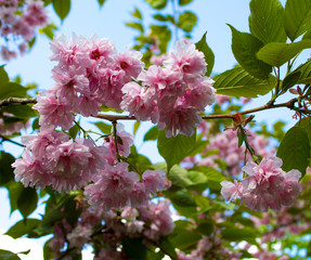 Beautiful closeup of pink cherry blossom. Nature decorative background. Bright spring day. Blooming cherry bush.