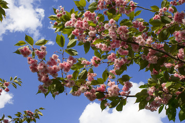 Beautiful closeup of pink cherry blossom. Nature decorative background. Bright spring day. Blooming cherry bush.