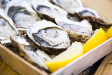 delicious oysters with lemon on the plate