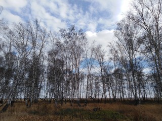 Autumn. Birch trees against the sky