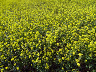 A Pretty Mustard Field at low mountain range, Germany