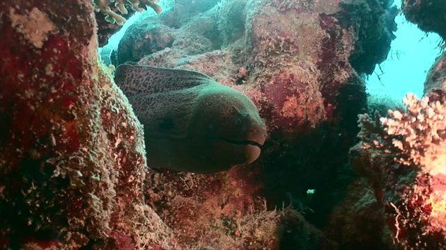 Moray Eel in coral reef of Red Sea with coral and sponge
