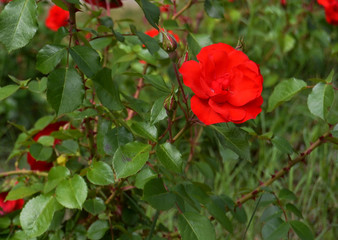 Flor roja de primavera