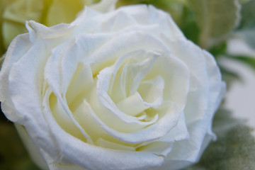rose flower bouquet close up