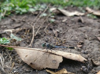 dragonfly on a rock