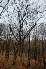 Hoia Baciu Forest. The World Most Haunted Forest with a reputation for many intense paranormal...