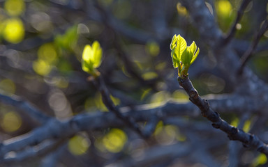 Hojas de higuera brotando en primavera