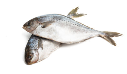 butterfish isolated