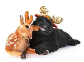 puppy newfoundland dog