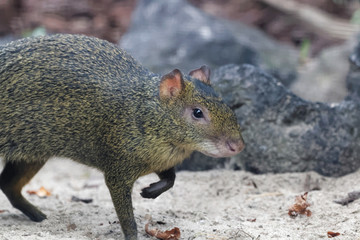 Agoutis en gros plan