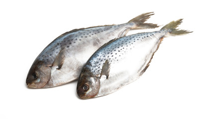 butterfish isolated